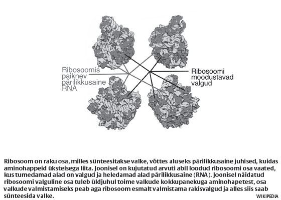 Valkudest rakised valkude tegemiseks