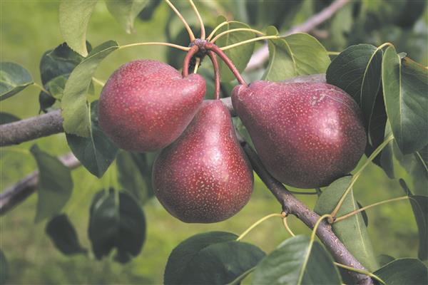 Pollis aretatakse lõviosa meie  puuvilja- ja marjakultuuridest